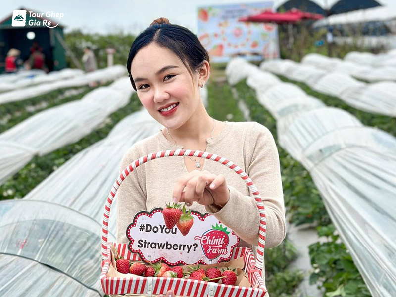 Nông trại Chimi farm Mộc Châu ở đâu? Nên đi vào thời gian nào đẹp nhất